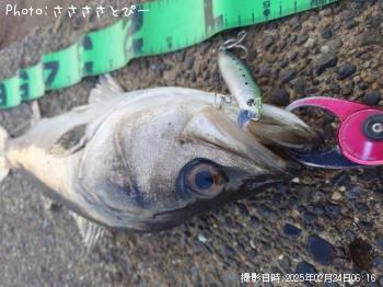 �����Х�