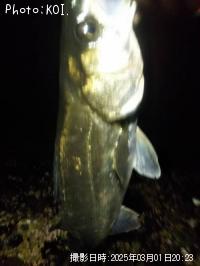 �����Х�