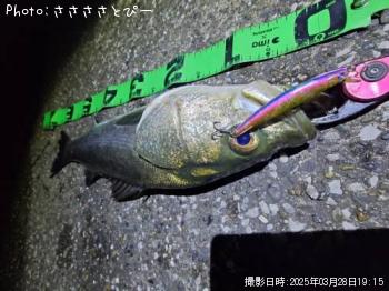 �����Х�