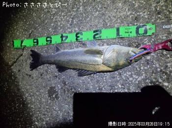 �����Х�