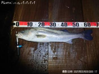 シーバス&クロダイ