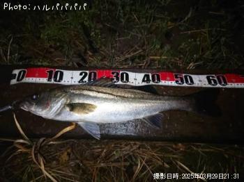 シーバス&クロダイ