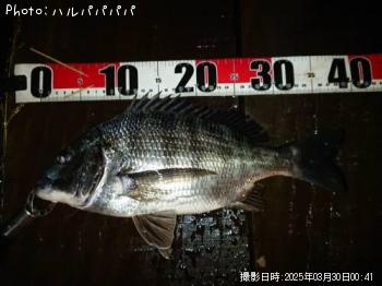 シーバス&クロダイ