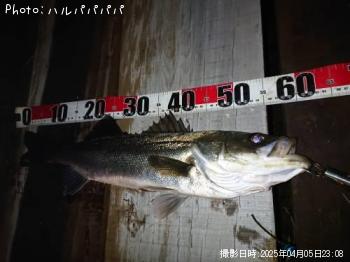 シーバス&クロダイ