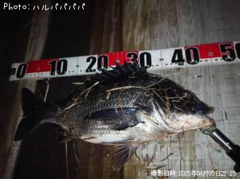 シーバス&クロダイ