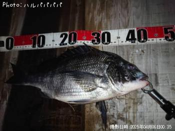 シーバス&クロダイ