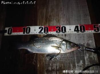 �����Х�