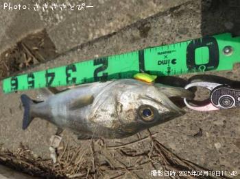 シーバス&クロダイ