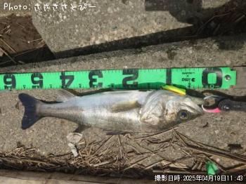 �����Х�����������