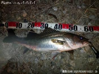 �����Х�����������