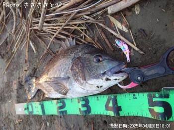 ¥¯¥í¥À¥¤¡õ¸ñ