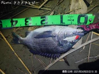 ¥¯¥í¥À¥¤¡õ¸ñ