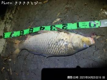 ¥¯¥í¥À¥¤¡õ¸ñ