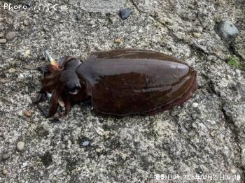 ��󥴥�����