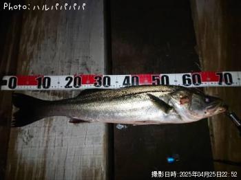 ¥·¡¼¥Ð¥¹¡õ¥¯¥í¥À¥¤