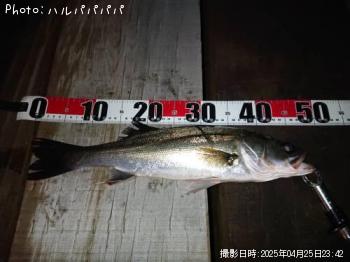 ¥·¡¼¥Ð¥¹¡õ¥¯¥í¥À¥¤