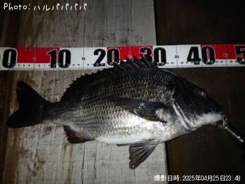 ¥·¡¼¥Ð¥¹¡õ¥¯¥í¥À¥¤