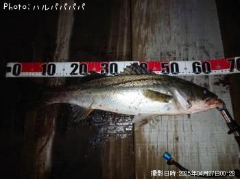 �����Х�����������