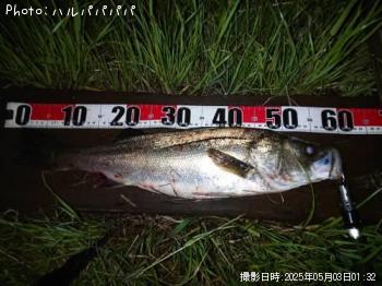 �����Х�����������