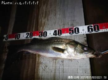 シーバス&クロダイ