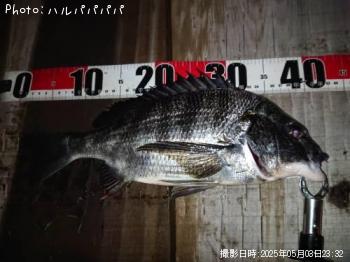 シーバス&クロダイ