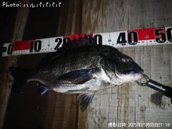 シーバス&クロダイ