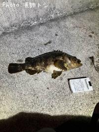 �٥å�������