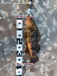 タケノコメバル