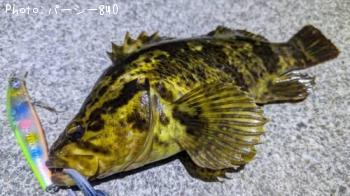 タケノコメバル