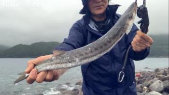 タイワンカマス