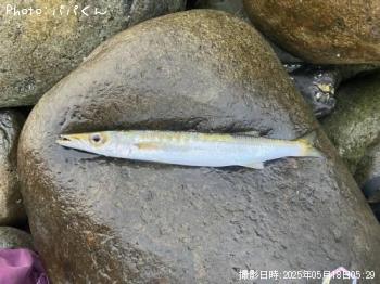 タイワンカマス