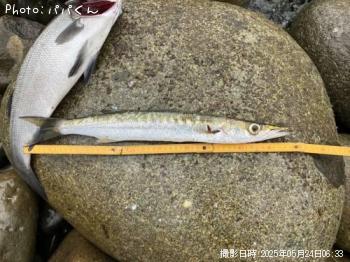 タイワンカマス