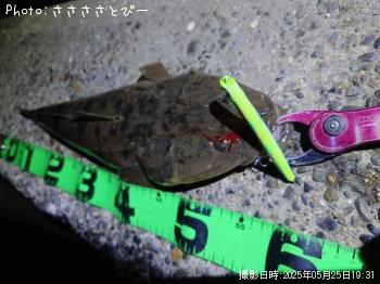 マゴチ&シーバス