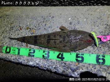 マゴチ&シーバス