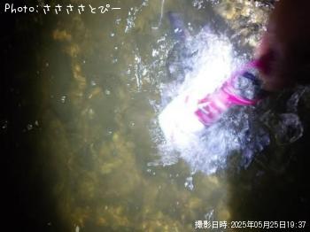 マゴチ&シーバス