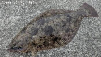 ヒラメ