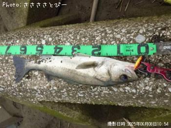 シーバス&クロダイ