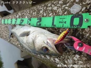 シーバス&クロダイ