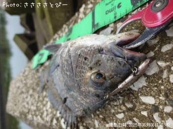 シーバス&クロダイ