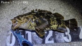 タケノコメバル