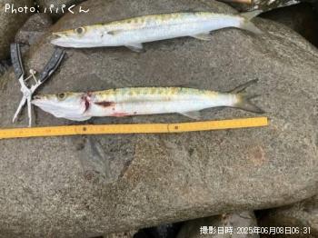 タイワンカマス