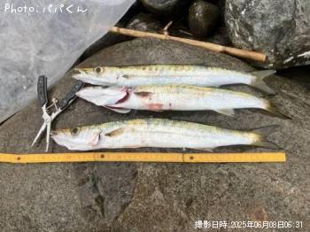 タイワンカマス