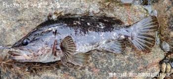 �����Υ���Х�