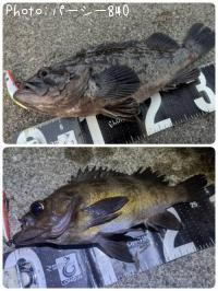 メバルとクロソイ