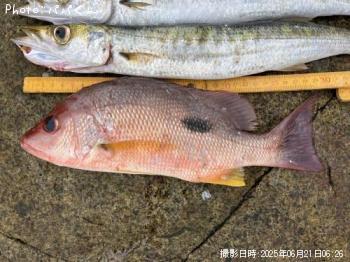 クロホシフエダイ