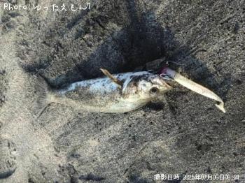 シーバス(セイゴ)