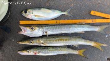 タイワンカマス