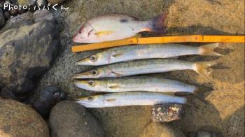 クロホシフエダイ