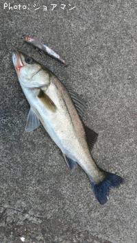 �����Х�