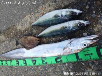 太刀魚&サバ&オオモンハタ